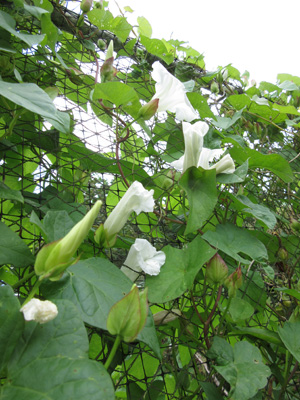 Real Bindweed